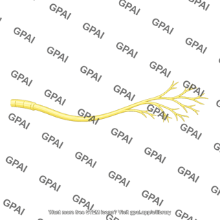Deep branch of ulnar nerve