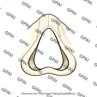 Anterior nasal aperture