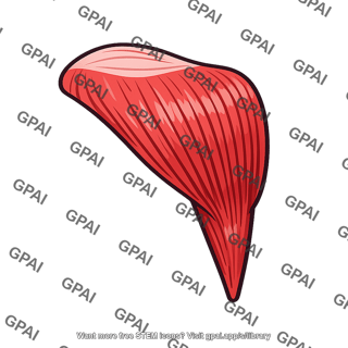 Deltoid
