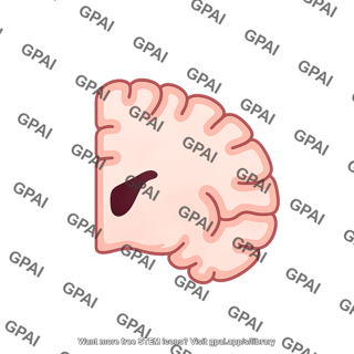 Brain coronal cut simplified top left hemisphere