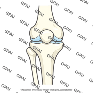 Knee skeletal joint