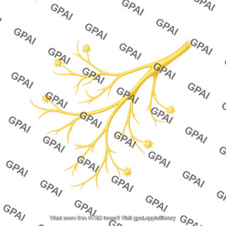 Trigeminal nerve
