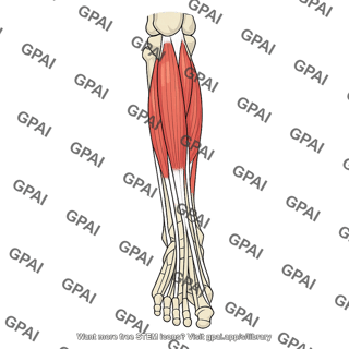 Anterior compartment of leg
