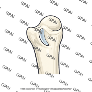 Radial notch of ulna