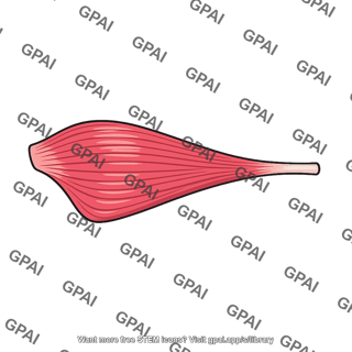 Piriformis