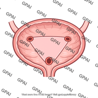 Bladder trigone