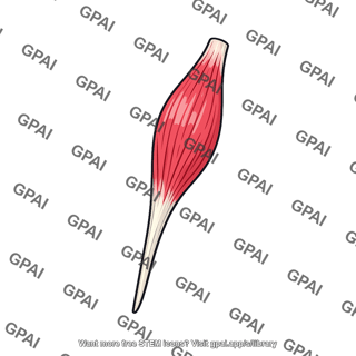 Palmar interosseous muscle fourth