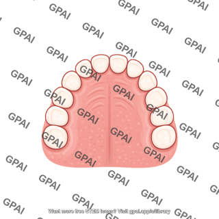Dentition primary upper schematic