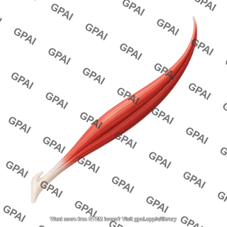 Rectus muscle lateral 01