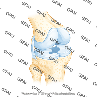 Knee meniscus lateral