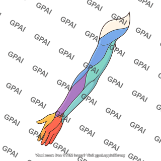 Upper limb dermatomes posterior arm