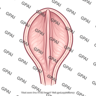 Urethral crest
