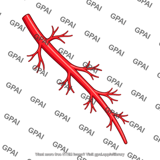 Artery with branches