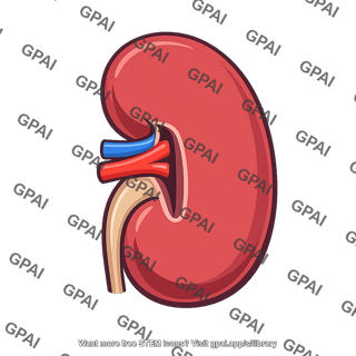 Human kidney