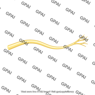 Nerve branch