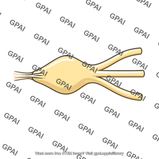 Trigeminal ganglion triangular