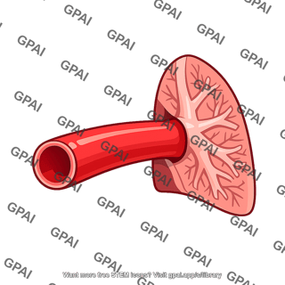 Pulmonary artery at hilum