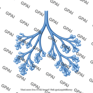 Lung development 3. canalicular