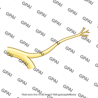 Nerve branch
