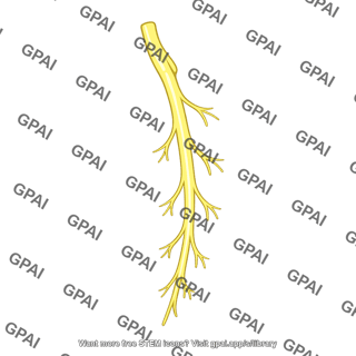 Left bundle branch