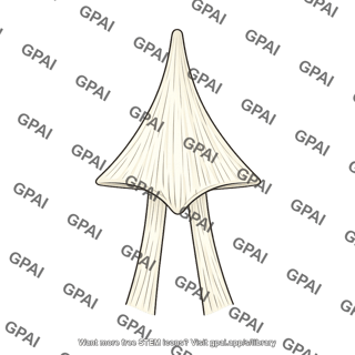 Suspensory ligament of penis