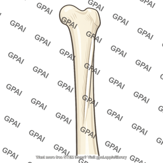 Femur