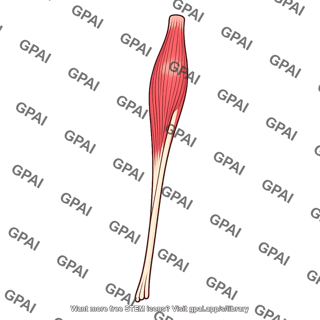 Flexor carpi radialis