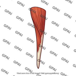 Right crus of diaphragm