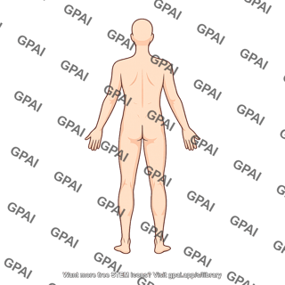 Adult male posterior