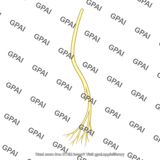 Right bundle branch
