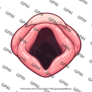 Laryngeal inlet