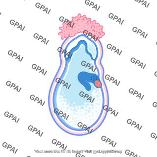 Mouse embryo e7.5