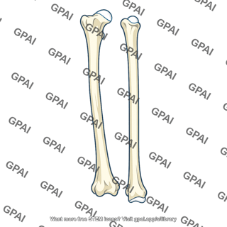 Forearm skeleton