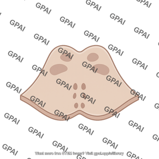 Brainstem caudal pons