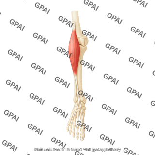 Extensor hallucis longus anterior on bone