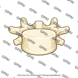Lumbar vertebra