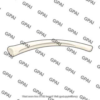 Rib bone