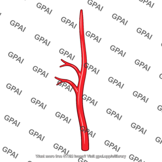 Arterial branch