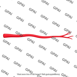 Palmar digital artery