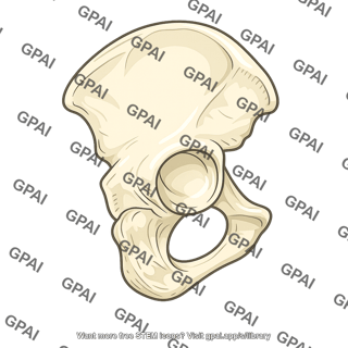 Pelvic bone lateral