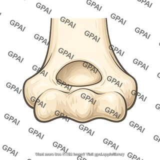 Coronoid fossa