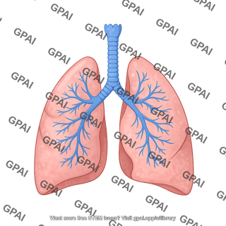 Lungs human 553