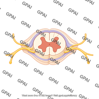 Spinal cord cross section t6 with meninges and nerves superi