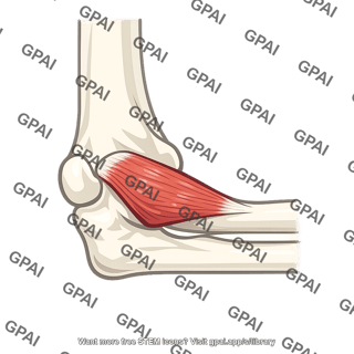 Anconeus muscle