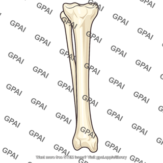 Tibia and fibula