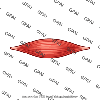 Spindle shaped muscle