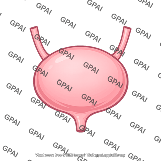 Urinary bladder distended