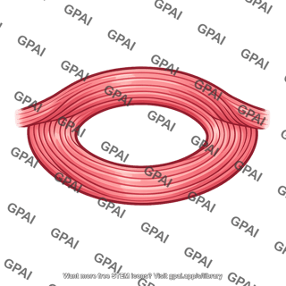 Orbicularis oculi muscle