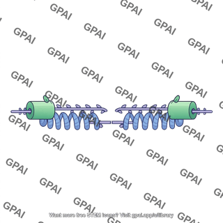 Sarcomere titin contracted