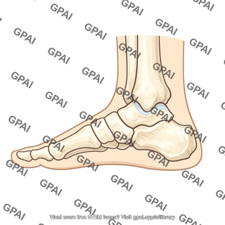 Ankle